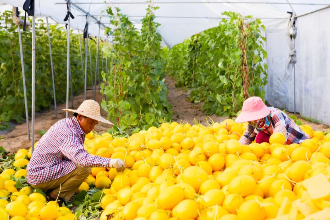 Melon harvesting